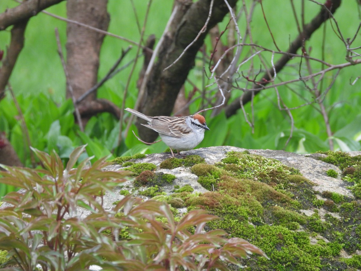 Chipping Sparrow - ML619250650