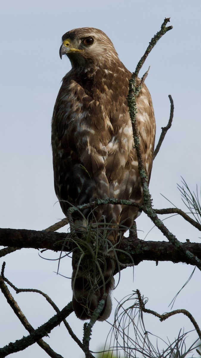 Red-shouldered Hawk (lineatus Group) - ML619250662
