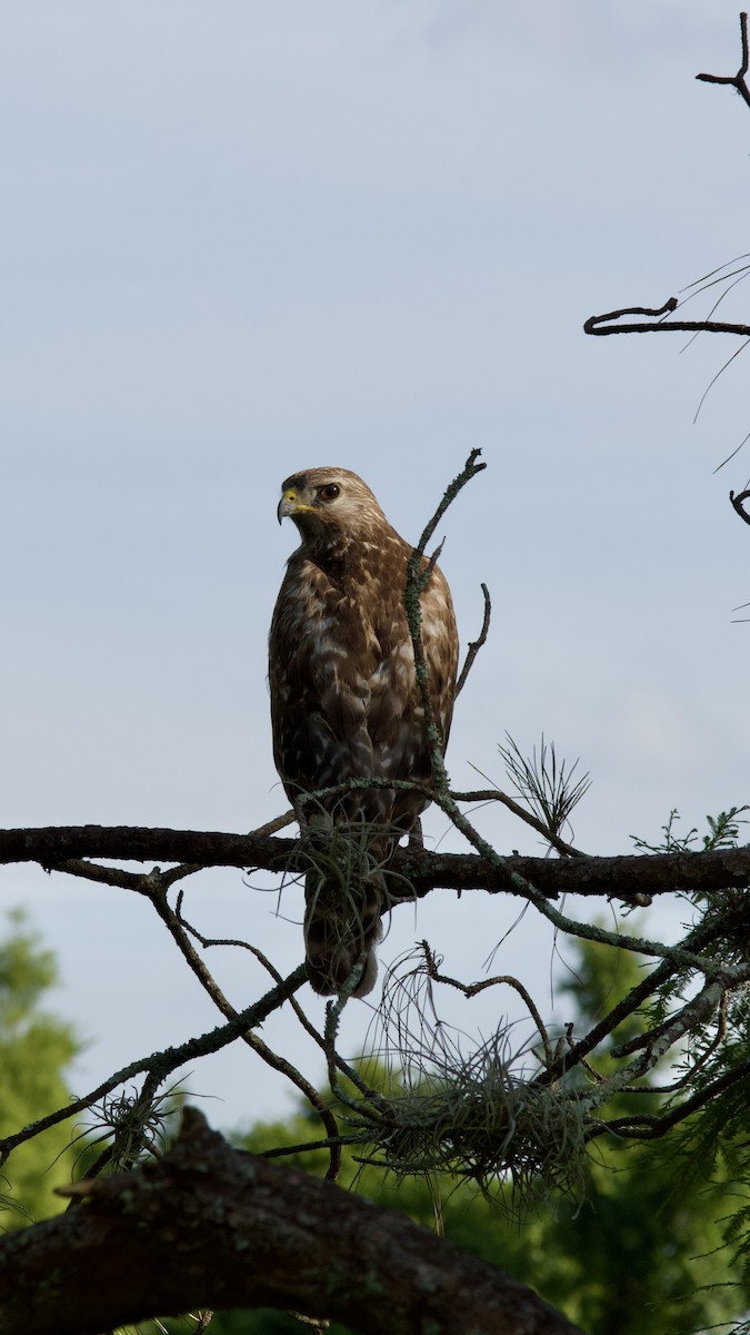 Red-shouldered Hawk (lineatus Group) - ML619250663