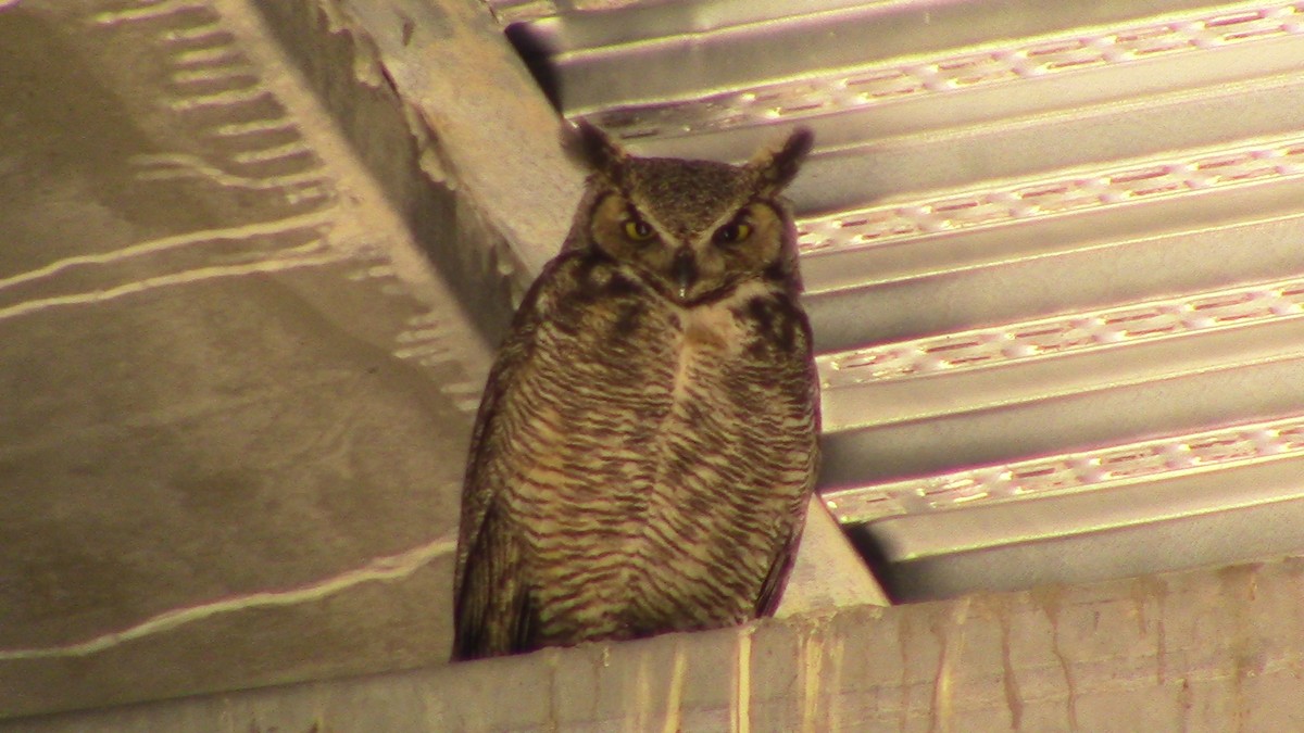 Great Horned Owl - ML619250665
