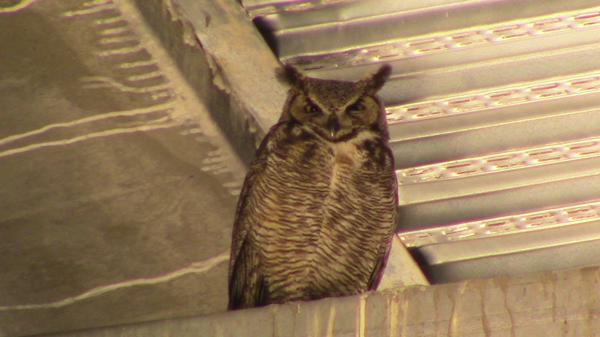 Great Horned Owl - ML619250675