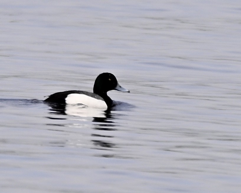 Greater Scaup - ML619250718