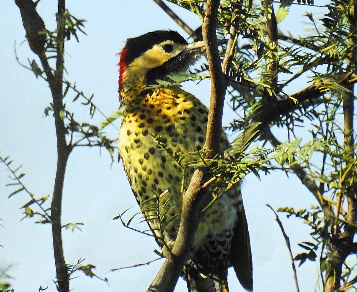 Green-barred Woodpecker - ML619250721