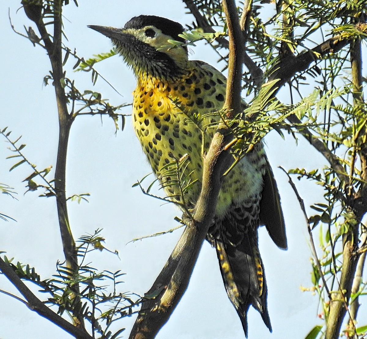 Green-barred Woodpecker - ML619250722