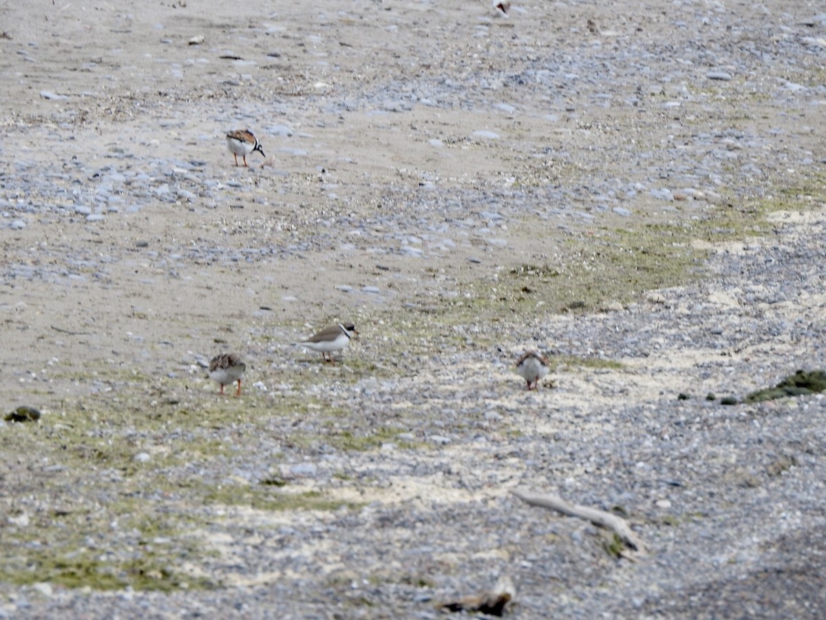 Semipalmated Plover - ML619250730