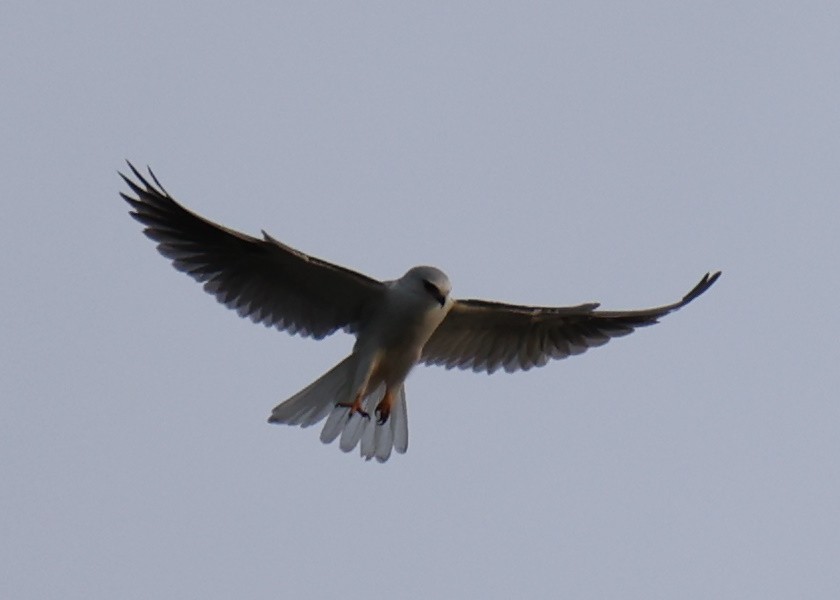 White-tailed Kite - ML619250773