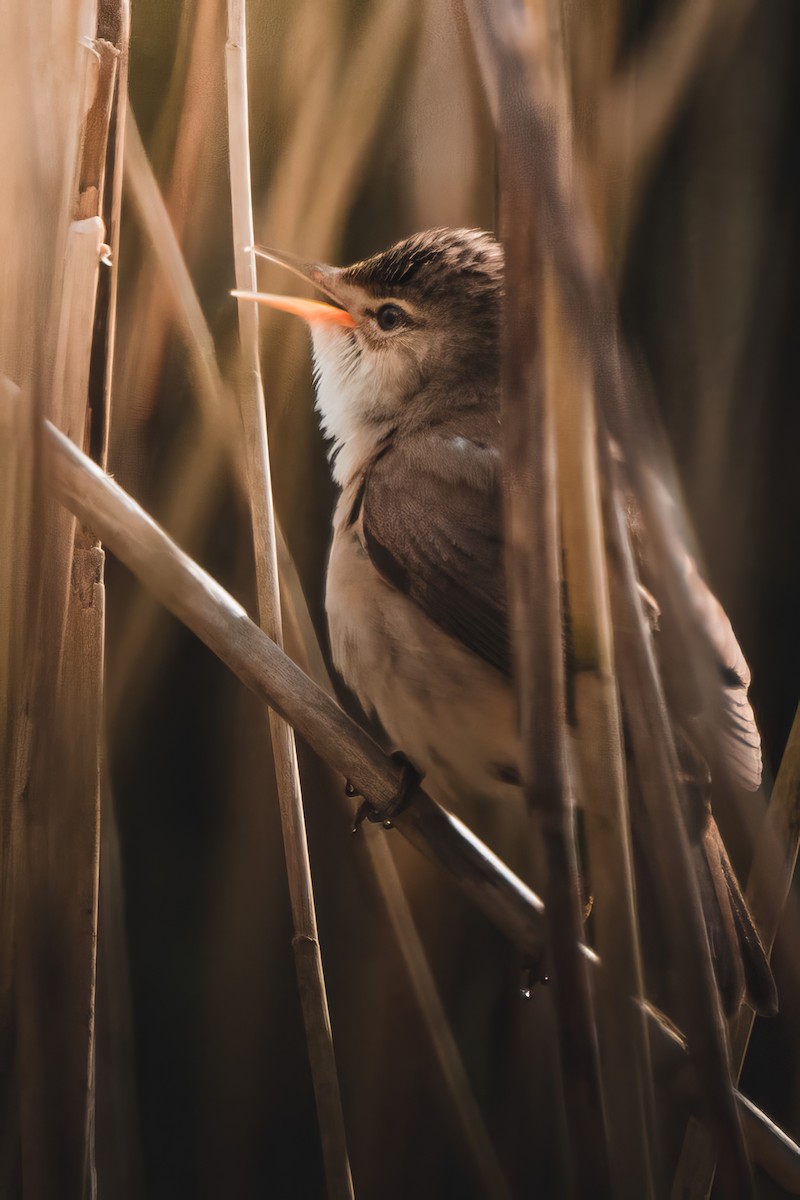 Common Reed Warbler - ML619250798