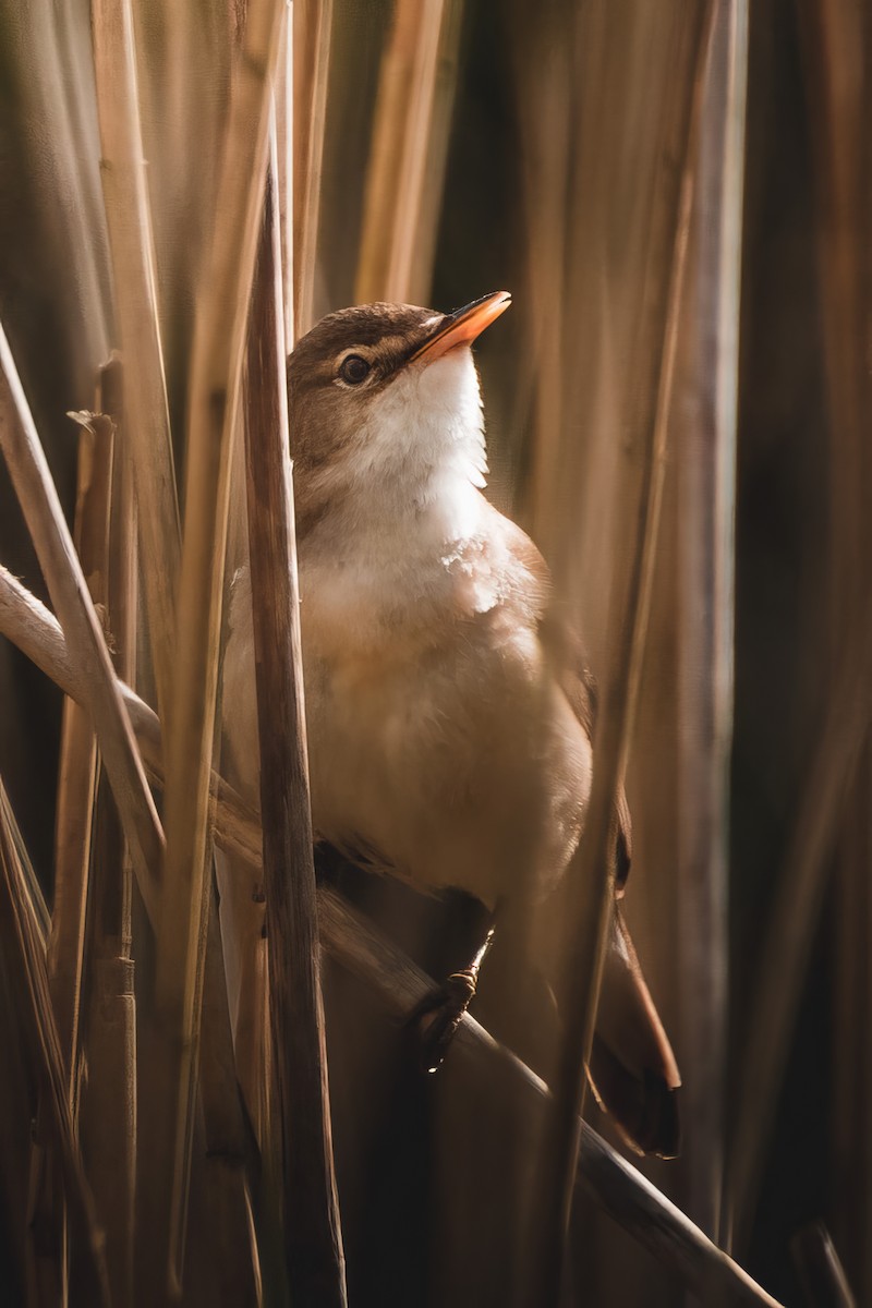 Common Reed Warbler - ML619250799
