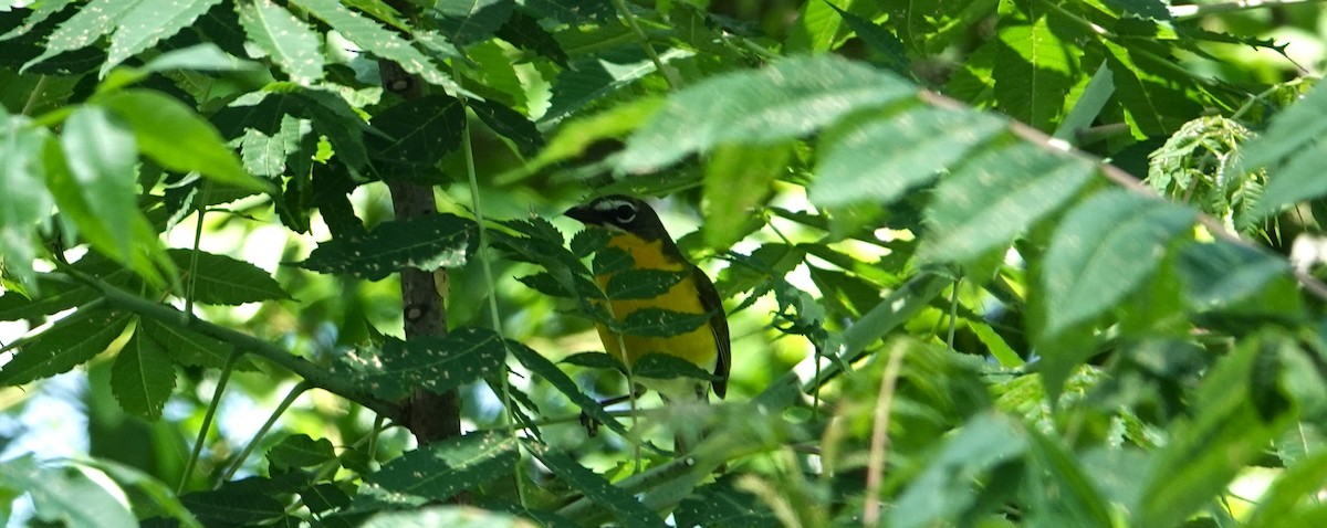 Yellow-breasted Chat - ML619250800