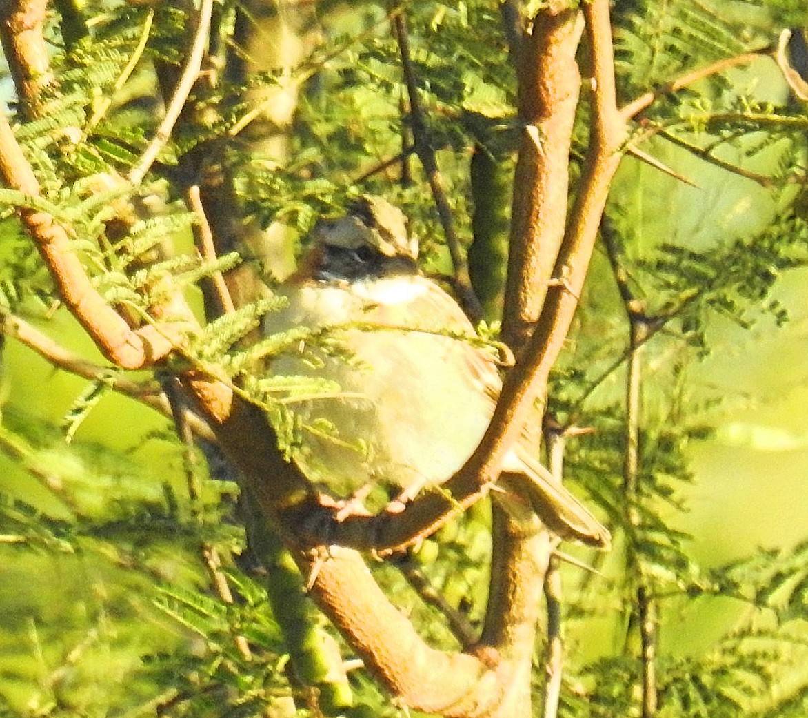 Rufous-collared Sparrow - ML619250862