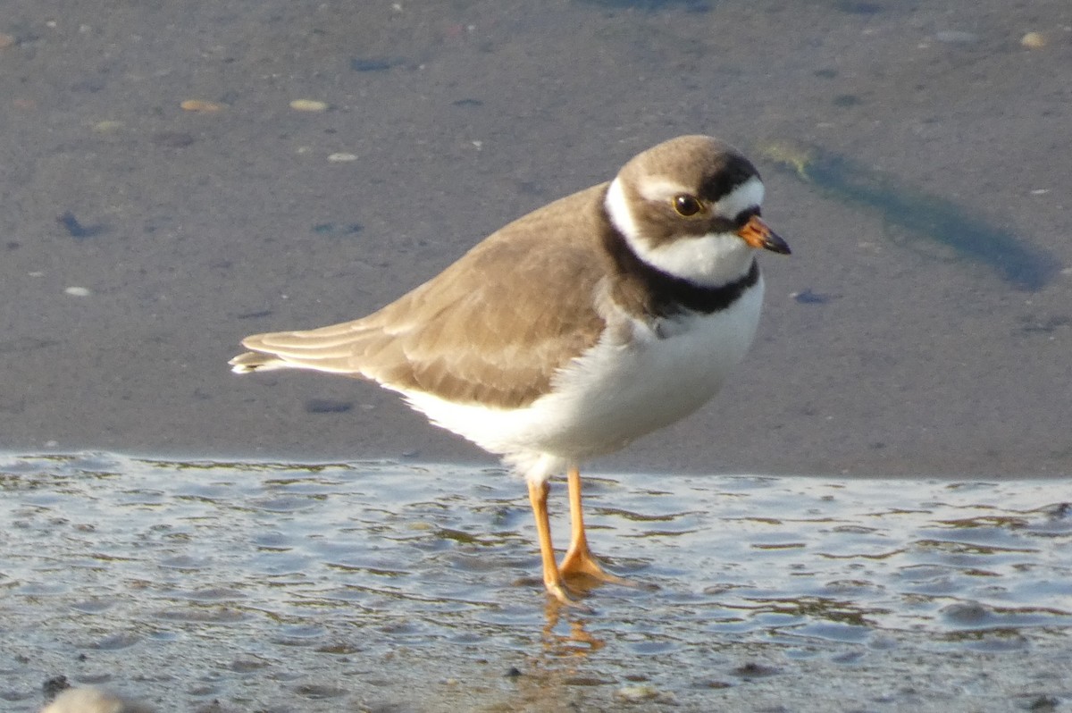 Semipalmated Plover - ML619250957