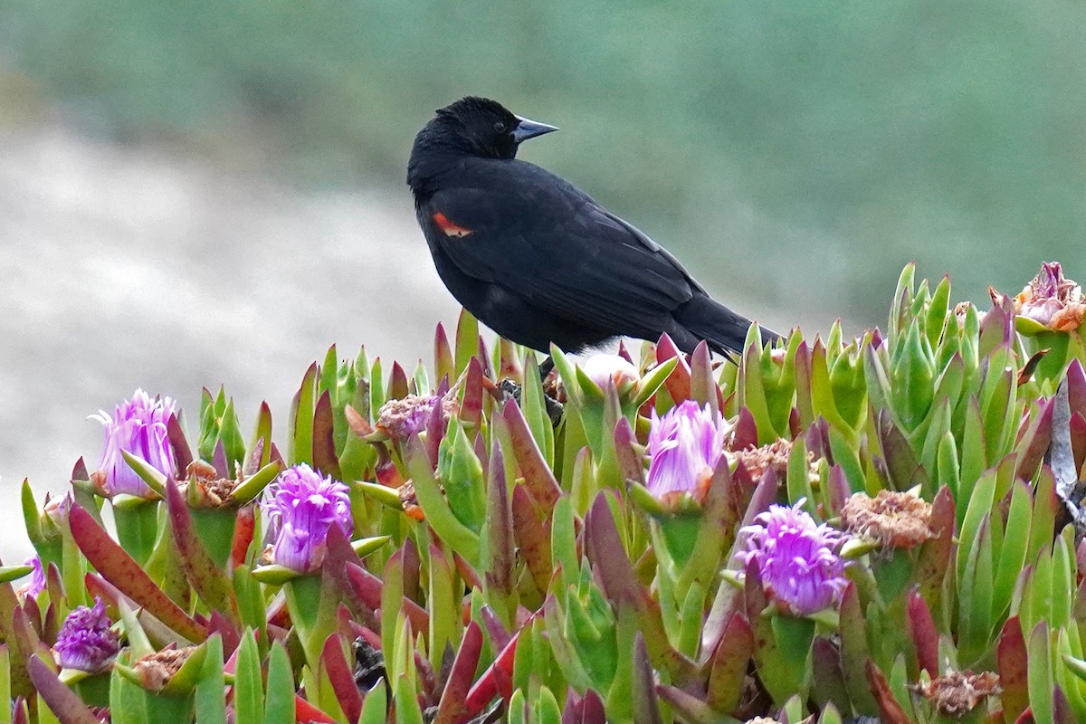 Red-winged Blackbird - ML619250962