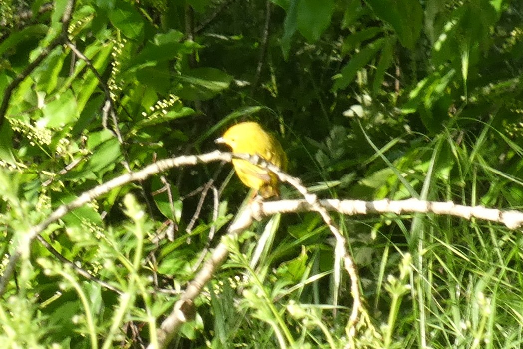 Yellow Warbler - ML619250979