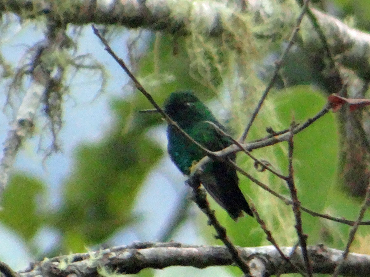 Blue-tailed Emerald - kas dumroese