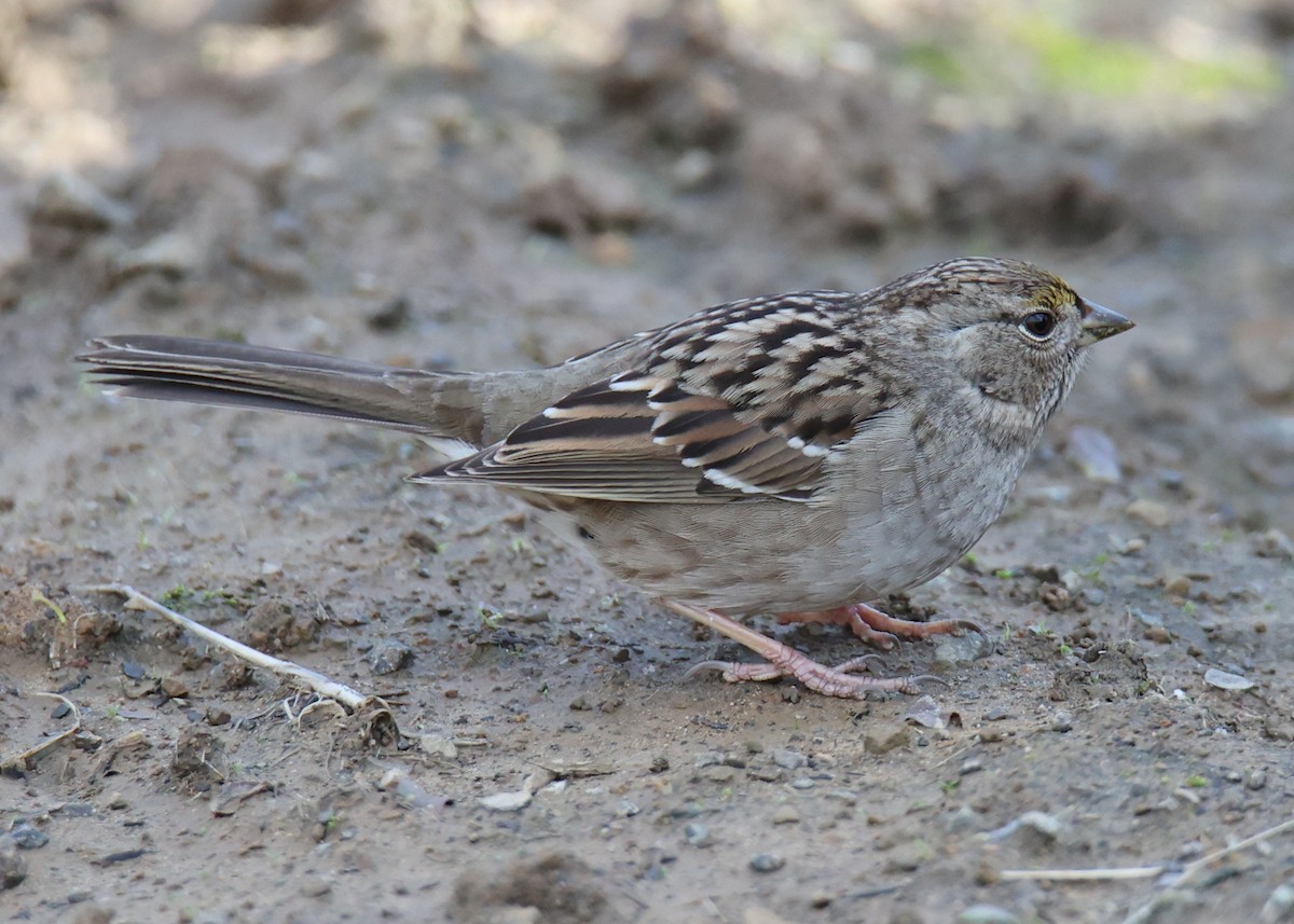 Golden-crowned Sparrow - ML619251064