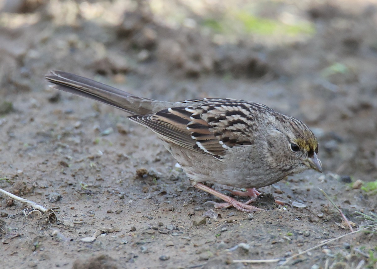 Golden-crowned Sparrow - ML619251065