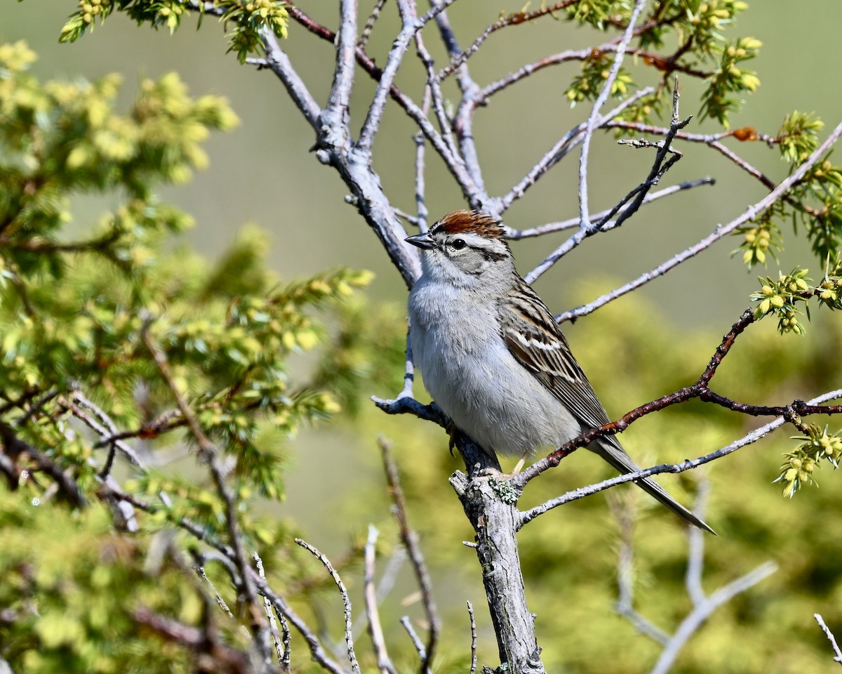 Chipping Sparrow - ML619251092