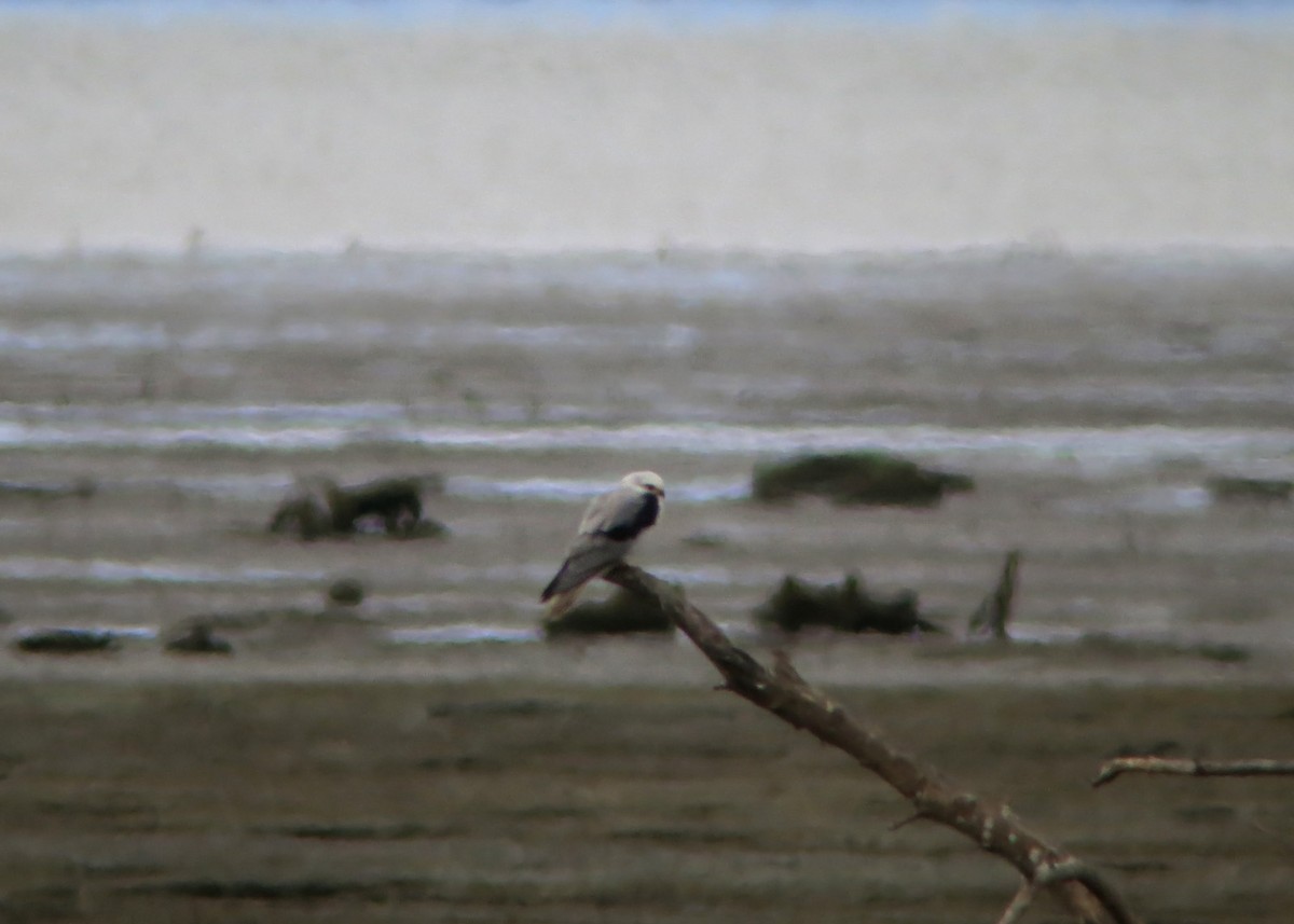 White-tailed Kite - ML619251101
