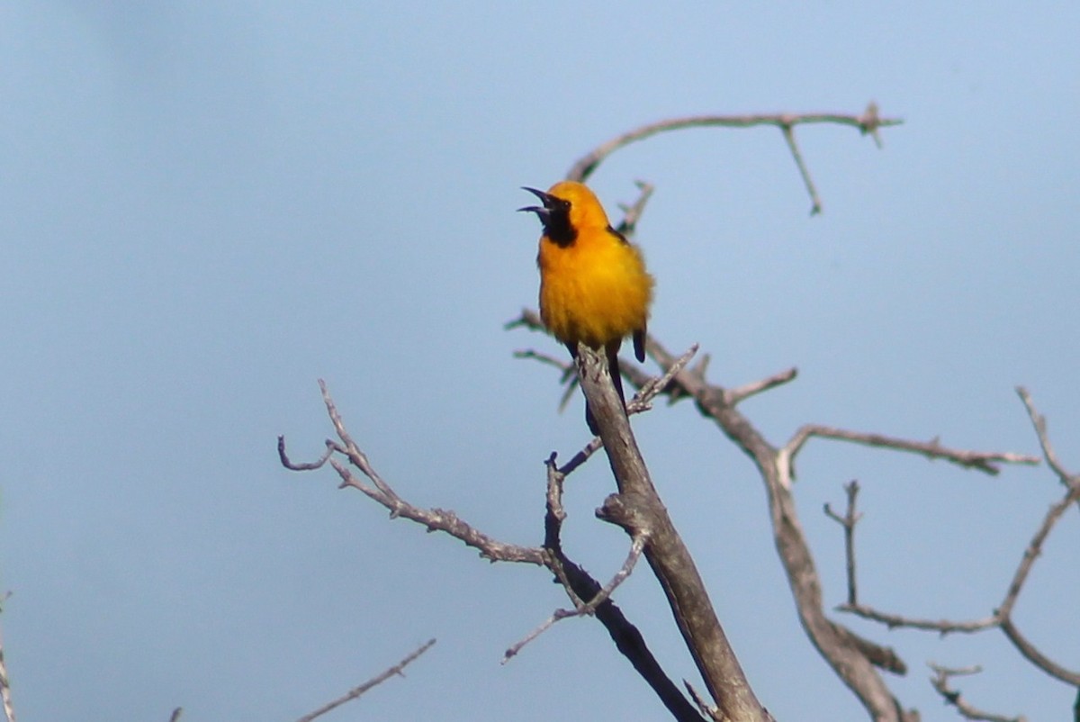 Hooded Oriole (nelsoni Group) - ML619251121
