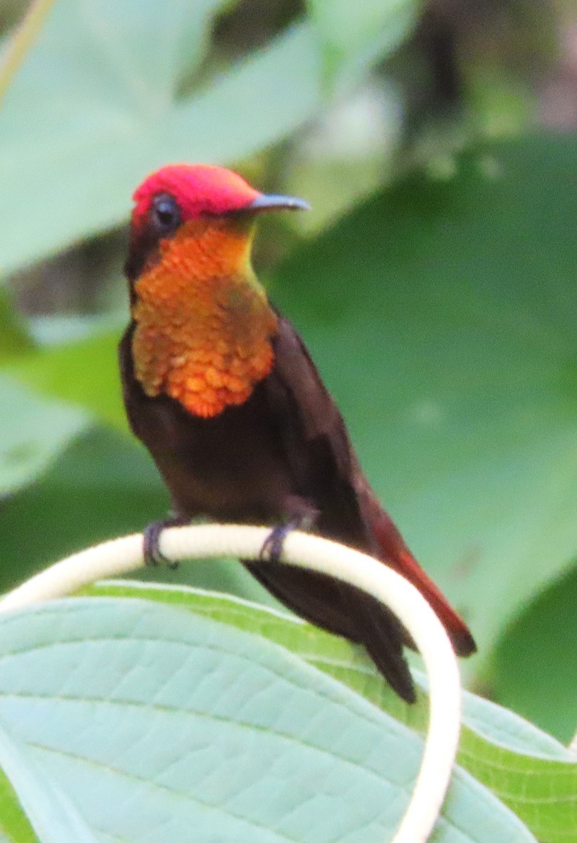kolibřík červenohlavý - ML619251195
