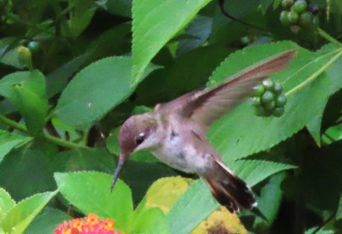 Ruby-topaz Hummingbird - ML619251207