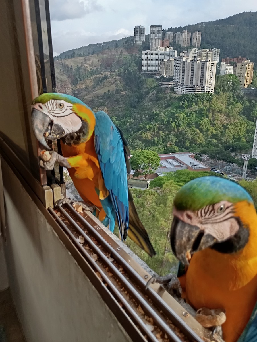 Blue-and-yellow Macaw - ML619251209
