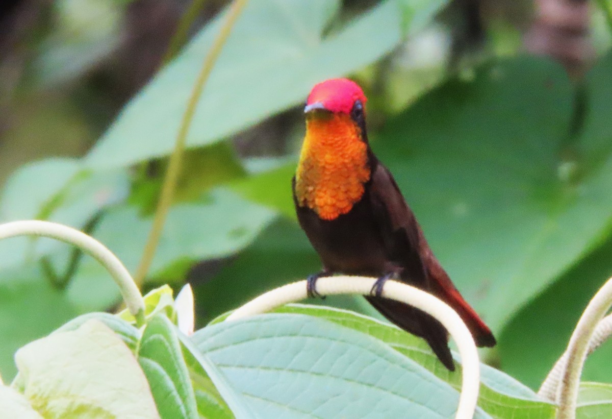 kolibřík červenohlavý - ML619251218