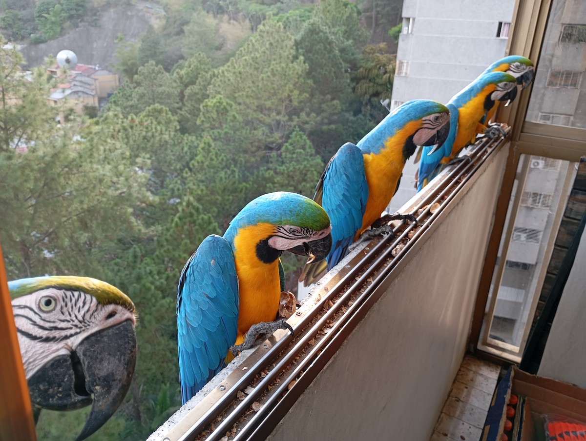 Blue-and-yellow Macaw - ML619251238