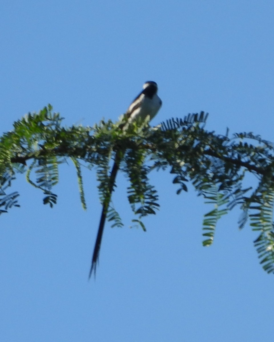 Pin-tailed Whydah - ML619251261