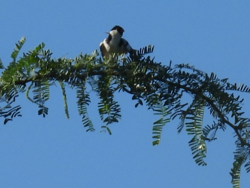 Pin-tailed Whydah - ML619251262