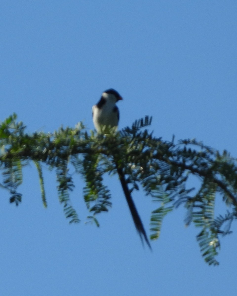 Pin-tailed Whydah - ML619251263