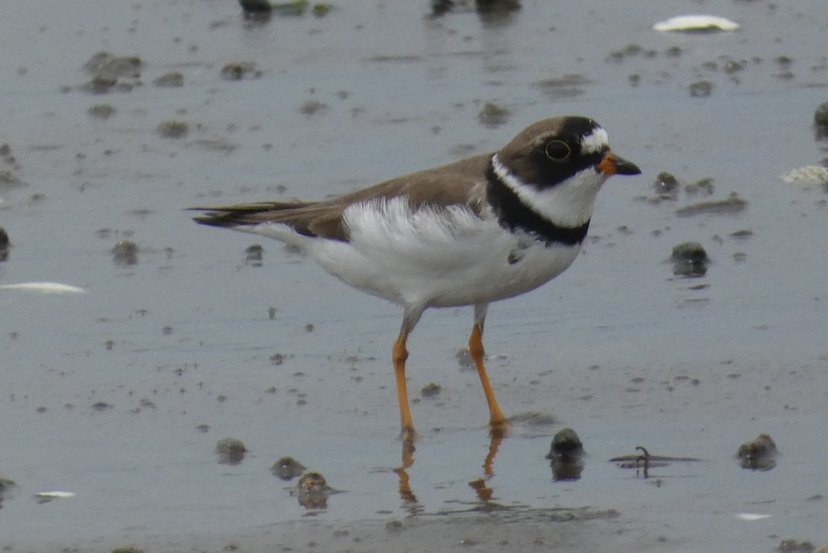 Semipalmated Plover - ML619251274