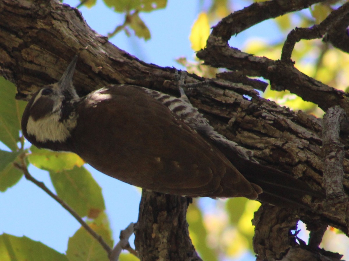 Arizona Woodpecker - ML619251327