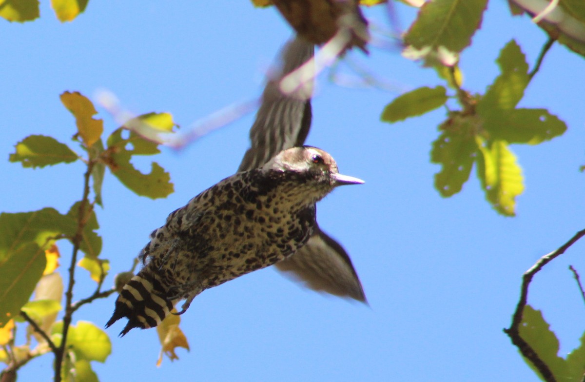 Arizona Woodpecker - ML619251388