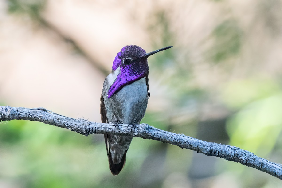 Costa's Hummingbird - ML619251396