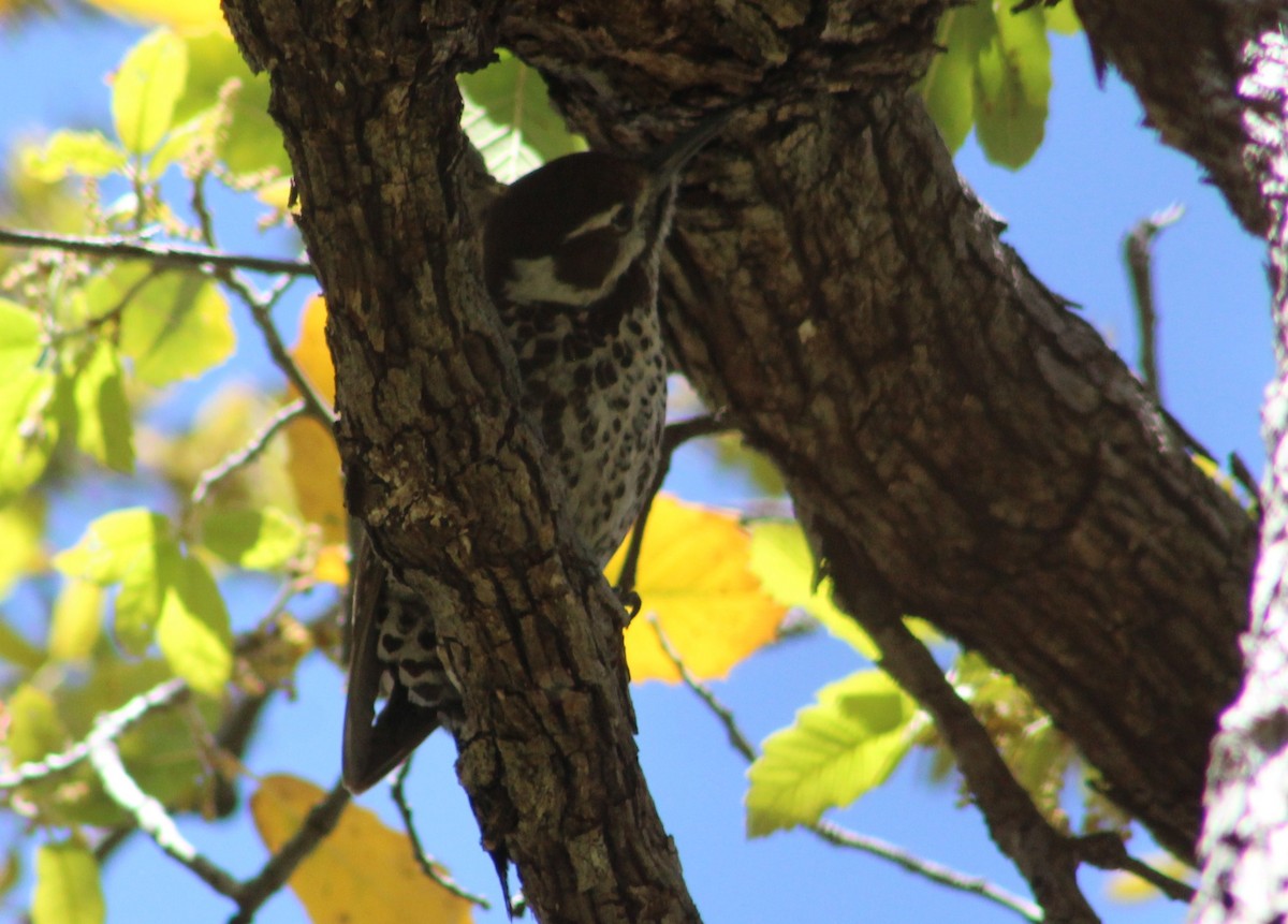 Arizona Woodpecker - ML619251405