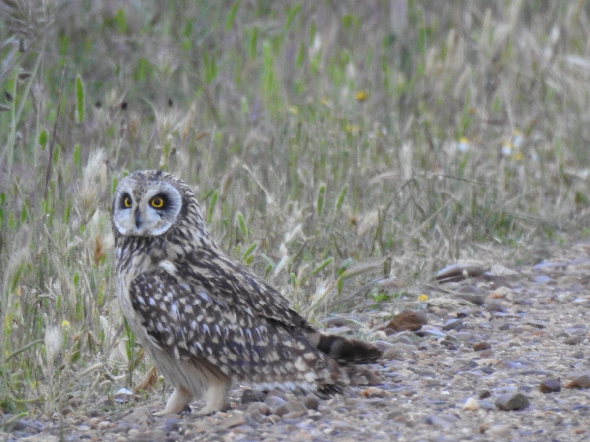 Short-eared Owl - ML619251457