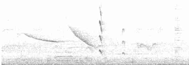gyllentykknebb (aurantiacus) - ML619251598