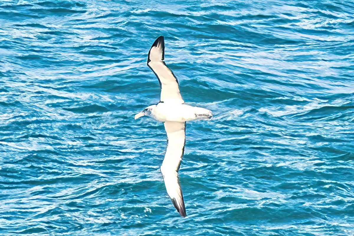 White-capped Albatross (cauta) - ML619251601