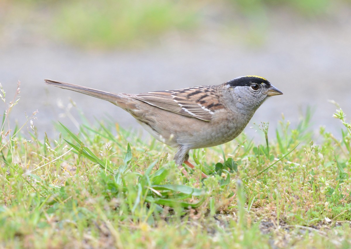 Golden-crowned Sparrow - ML619251678