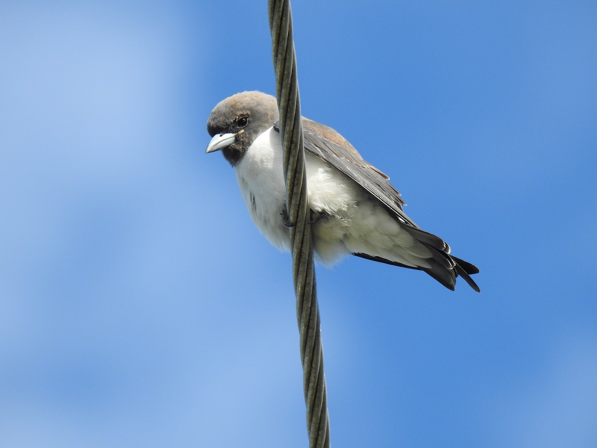 White-breasted Woodswallow - ML619251787