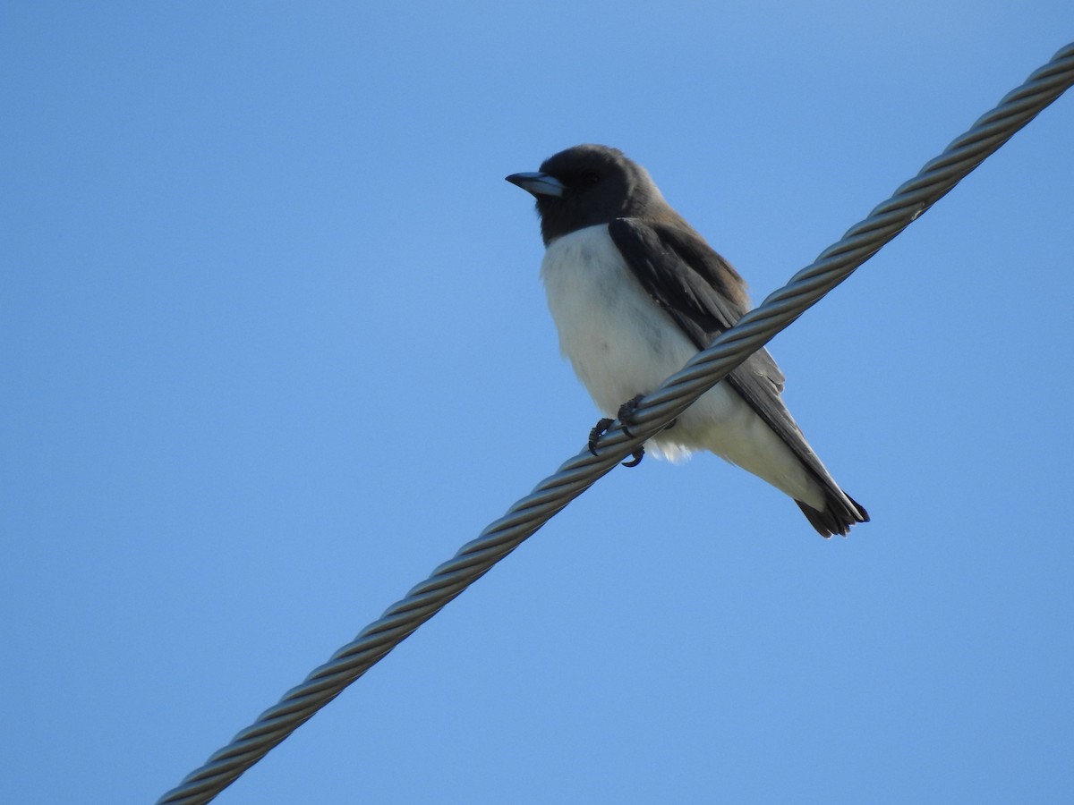 White-breasted Woodswallow - ML619251790