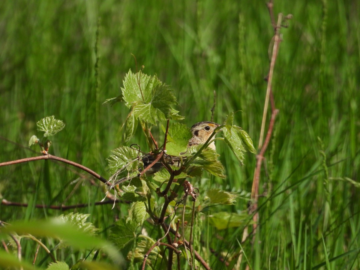 Grasshopper Sparrow - ML619251981