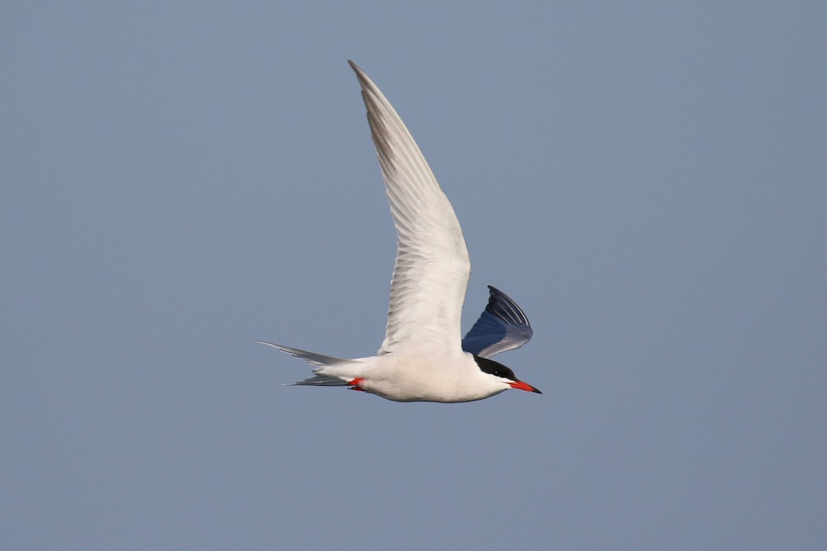Common Tern - ML619252005