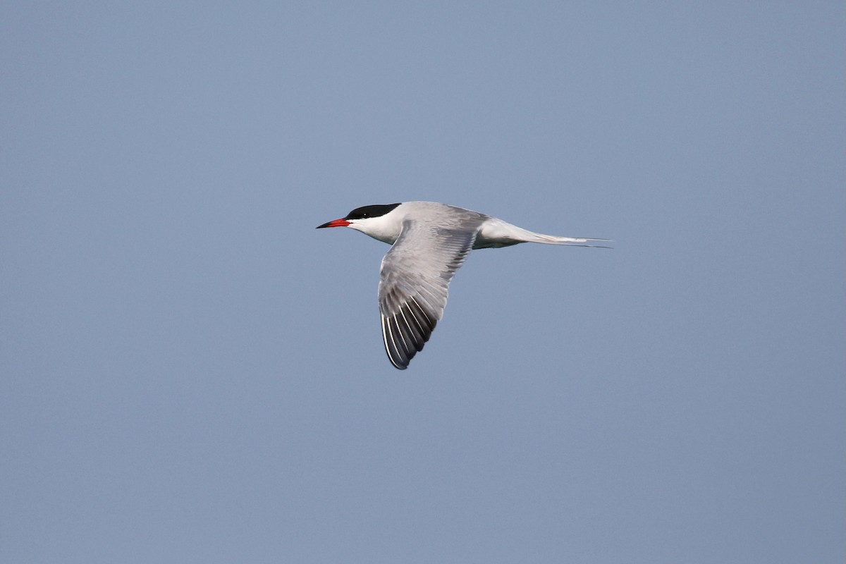 Common Tern - ML619252007