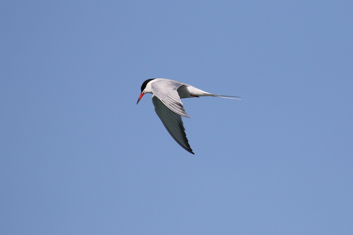 Common Tern - ML619252008