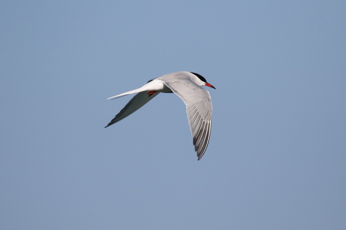 Common Tern - ML619252009