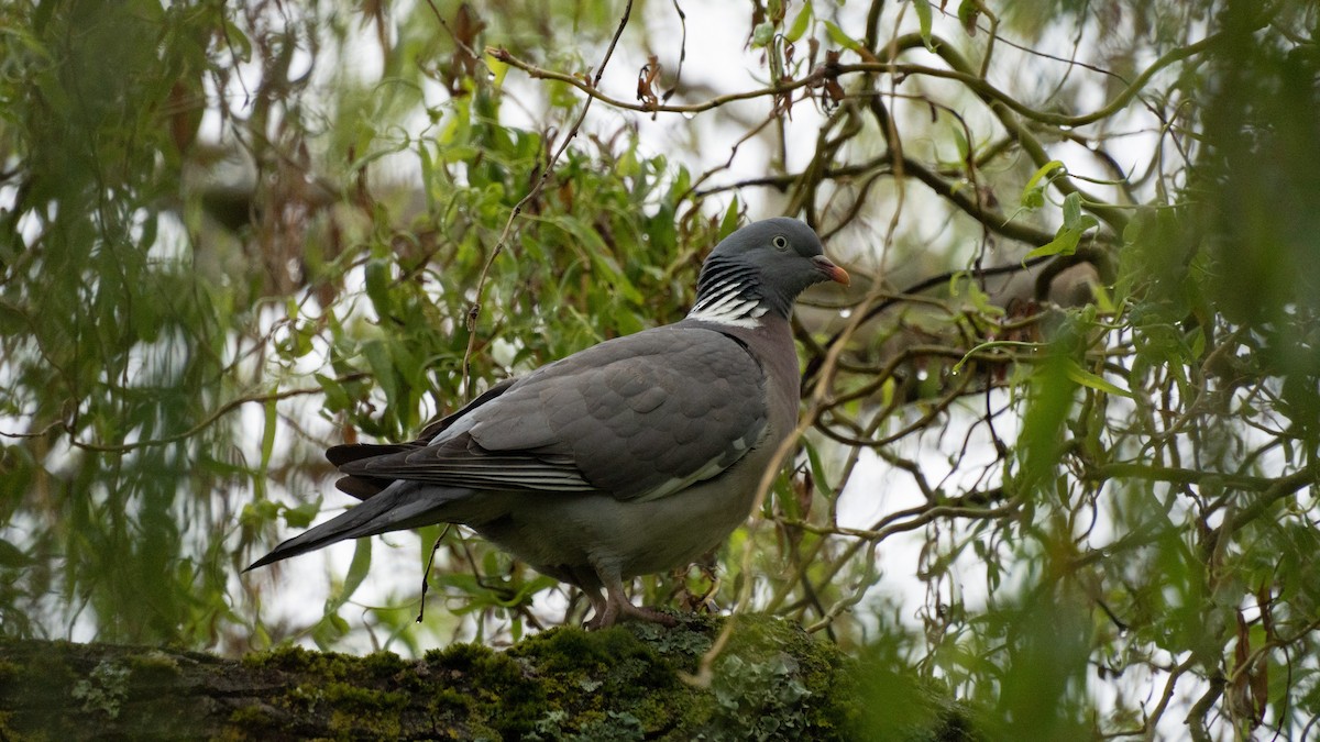 Common Wood-Pigeon - ML619252037