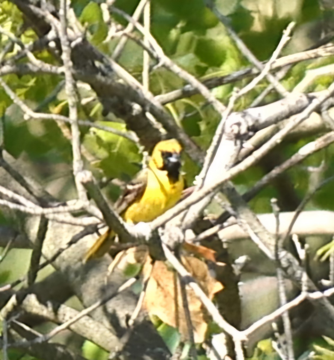 Orchard Oriole - ML619252083