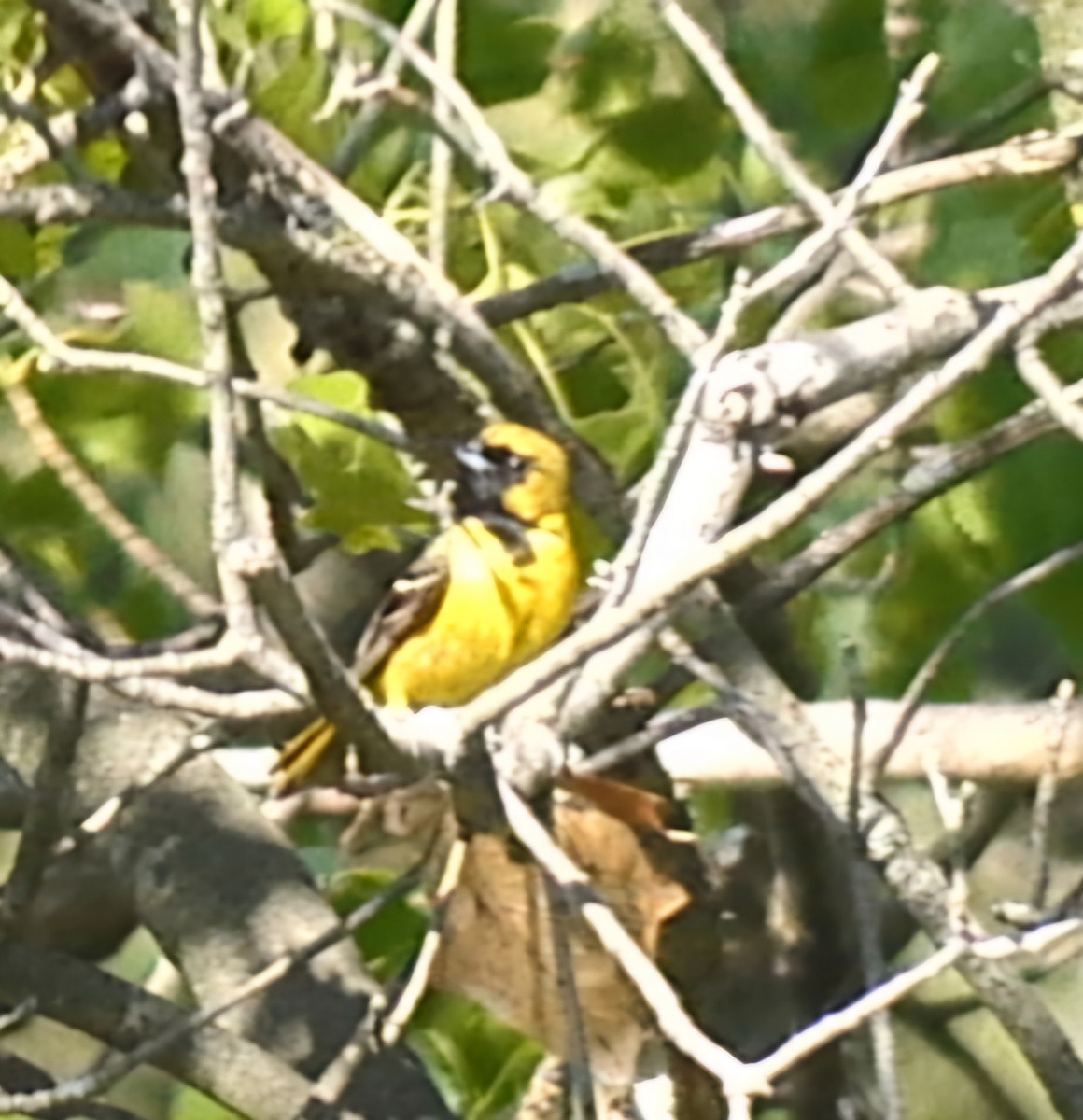 Orchard Oriole - ML619252084
